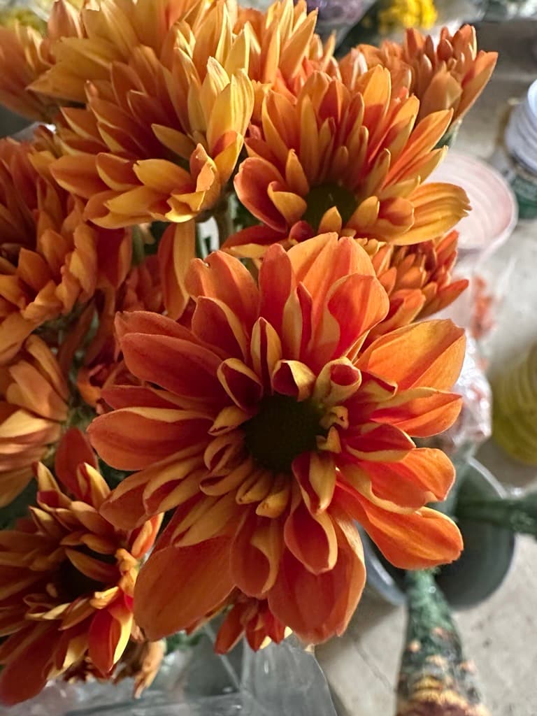 Pompon Daisy Bronze Lina