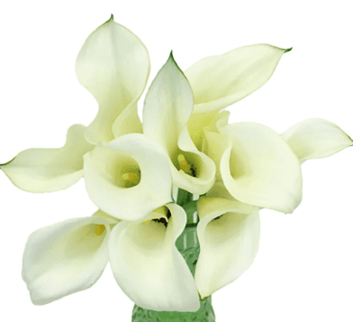 Calla (mini) Art White 40 Cm (sub. Ventura)