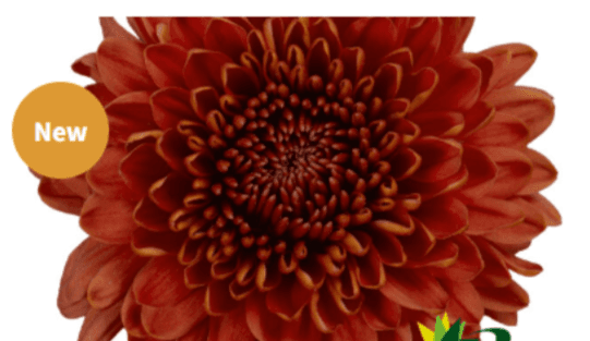 Mum Ball Chivas Dark Bronze
