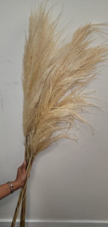 Pampas Grass Bleached White 110 Cm