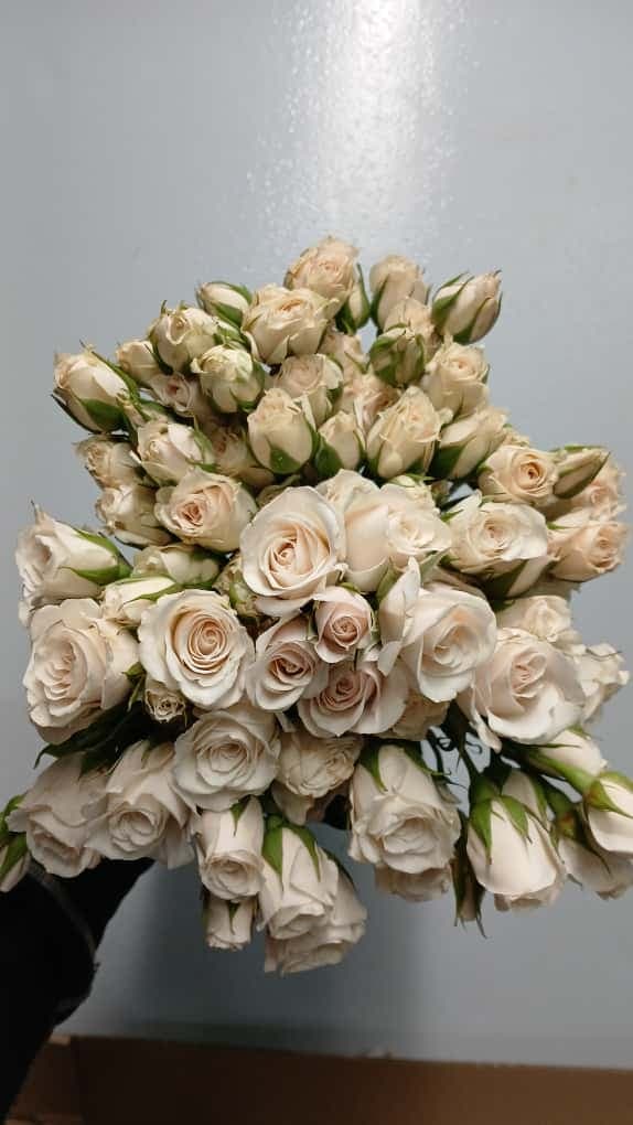 Rose (spray) Majolika White Blush 50 Cm
