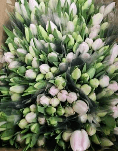 Tulip First Class Pink Light