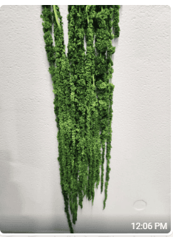 Preserved Amaranthus Dark Green Hanging 100 Gr Italia 5 St