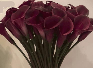Calla (mini) Sumatra Burgundy Red 40 Cm