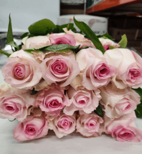 Rose Mandala Pink Lt 60 Cm