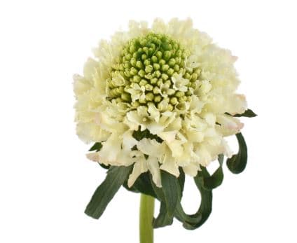 Scabiosa Scoop Banana Cream Beige 50 Cm