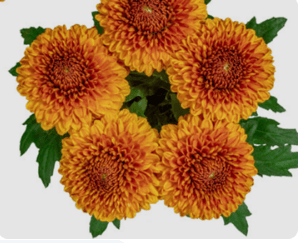 Mum Ball Chivas Bronze Orange 60 Cm