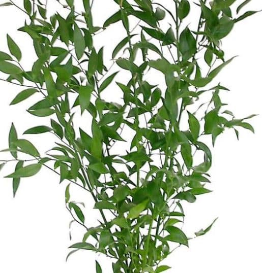 Ruscus Italian 150 Gr 90 Cm