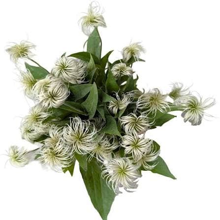 Clematis Amazing Kibo White 50/60 Cm Nl