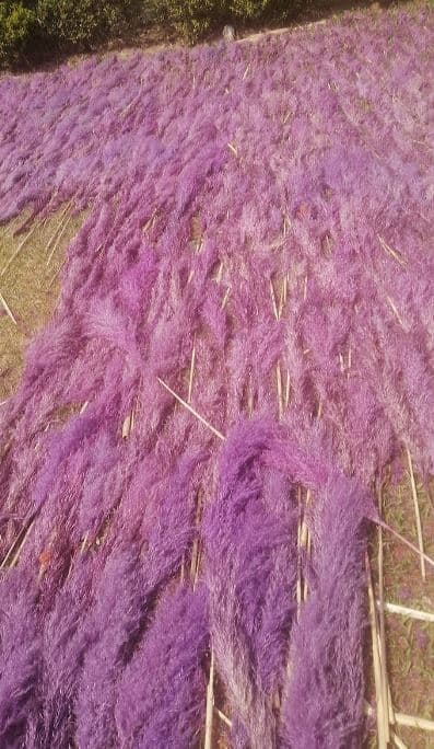 Pampas Grass Dyed Pink Light 120 Cm Peru