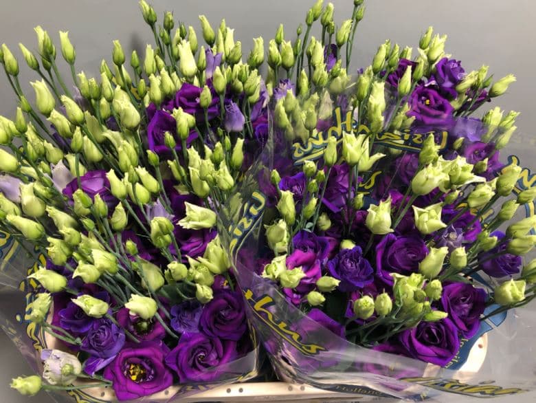 Lisianthus Purple Blue Double Rosita 70 cm NL