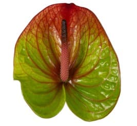 Anthurium Absolute Bic Green/red 11 Cm Medium Nl