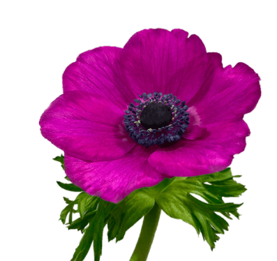 Anemone Hot Pink 40 Cm