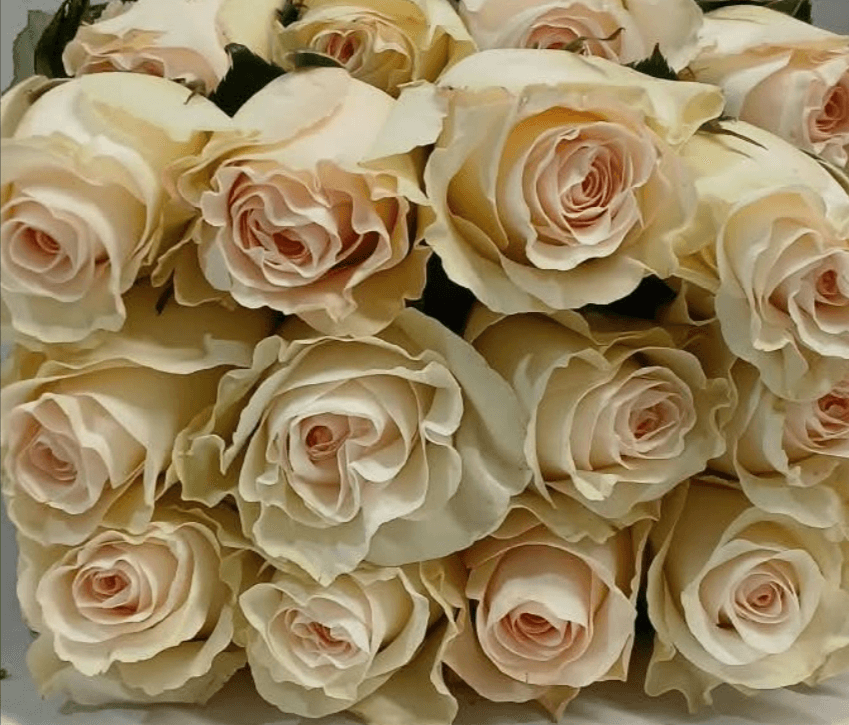 Rose Cream White Fancy Dream 50 cm