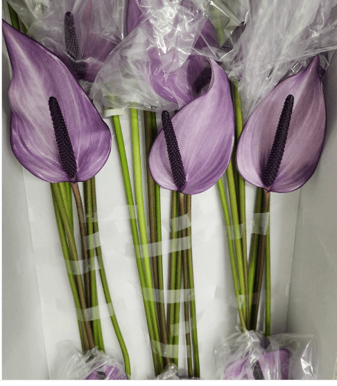 Anthurium Previa Purple Medium - Nl