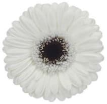 Gerbera Mini Lido White 45 Cm Nl - Black Center