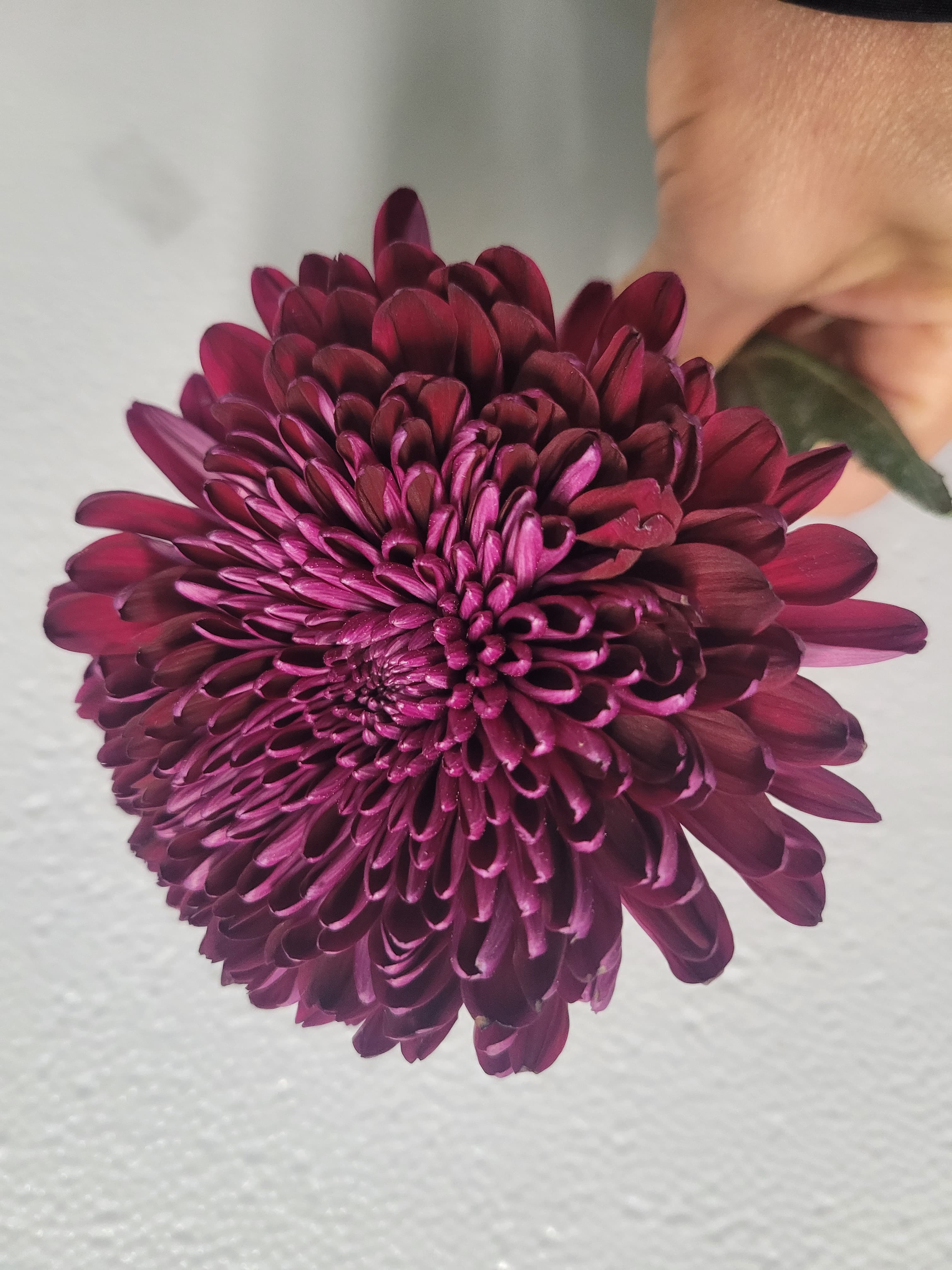 Mum Dark Gaviria Purple 70 Cm Ec