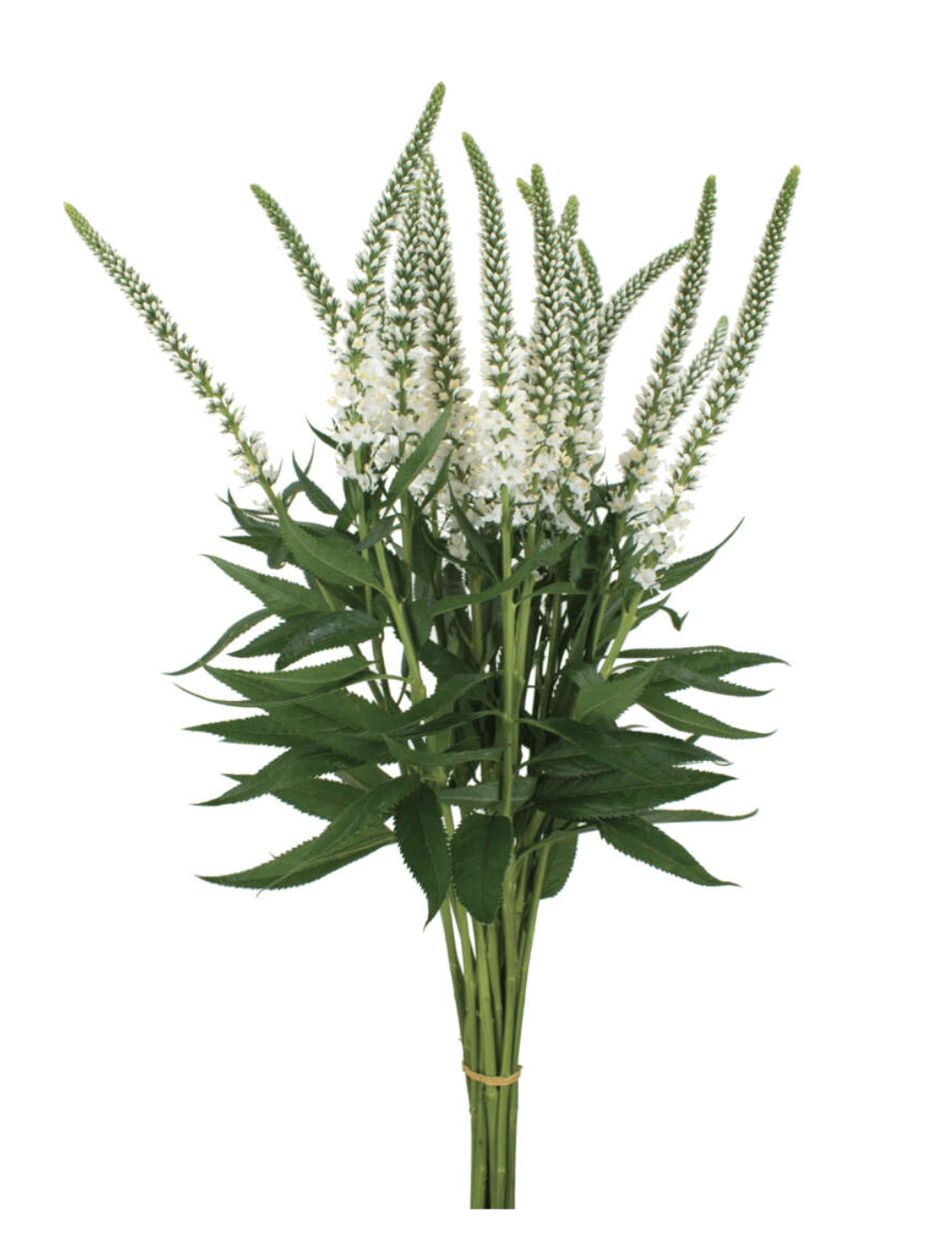 Veronica Skyler White 60 Cm