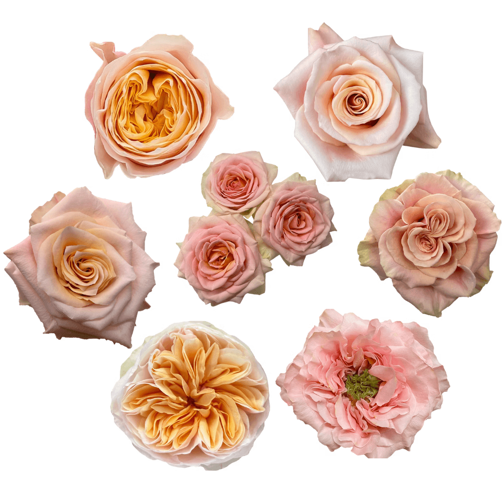 Combo Rose Spray Garden Peach 40/50 Cm