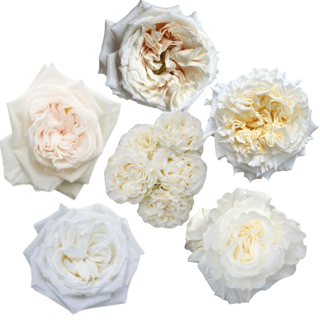 Combo Allure Rose, Garden, Spray G. White 40/50cm