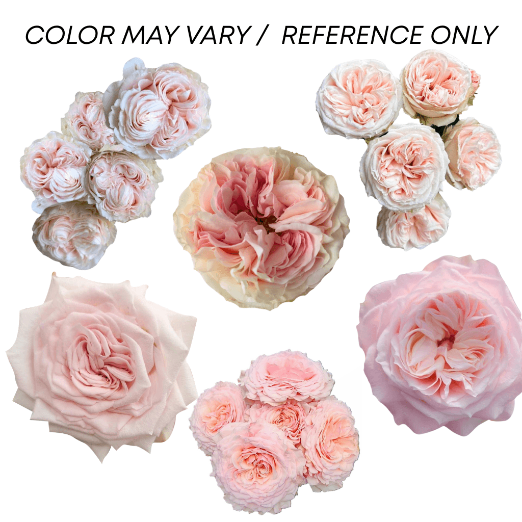 Combo Allure Rose, Garden, Spray G. Pink Light 40/50 Cm