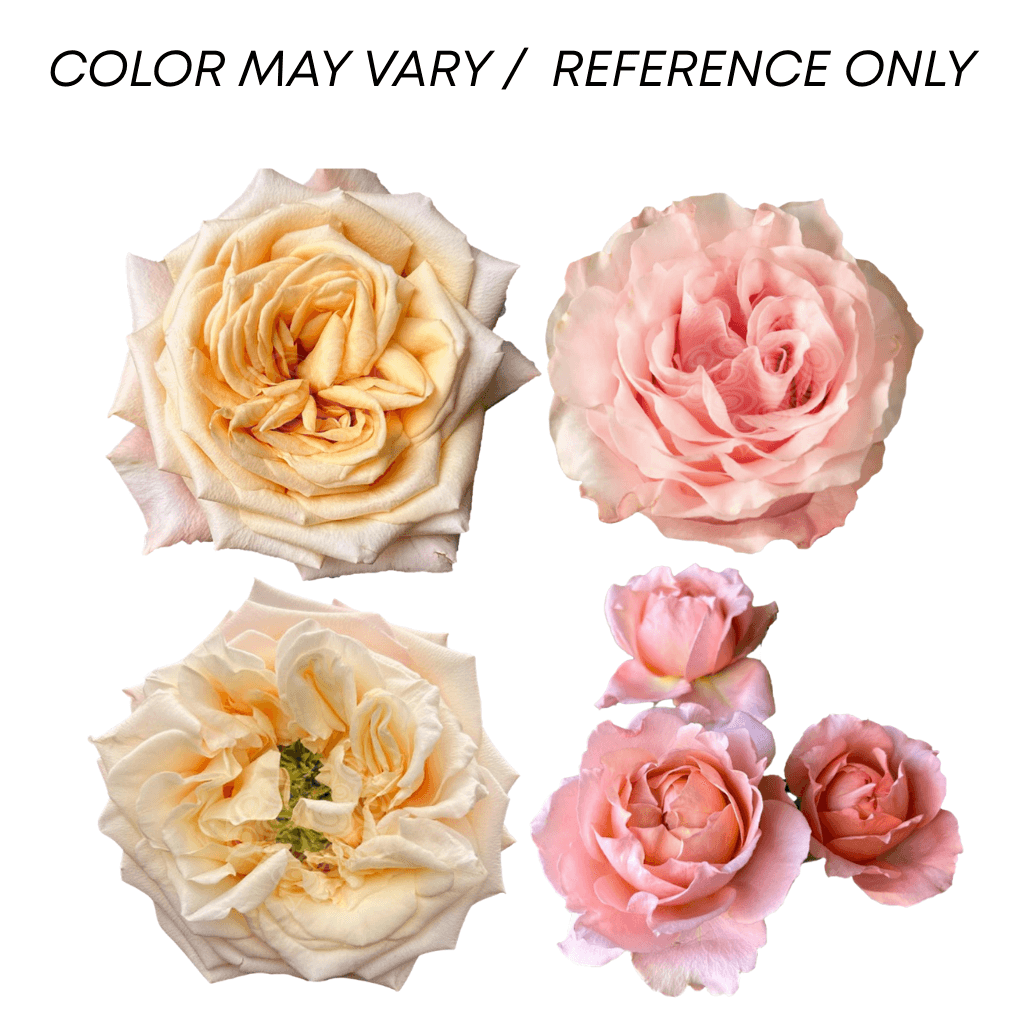 Combo Allure Rose, Garden, Spray G. Peach 40/50 Cm
