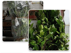 Branch Camellia Medium 4ft