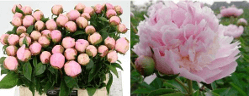 Peony Angel Cheeks Pink Light 50 Cm