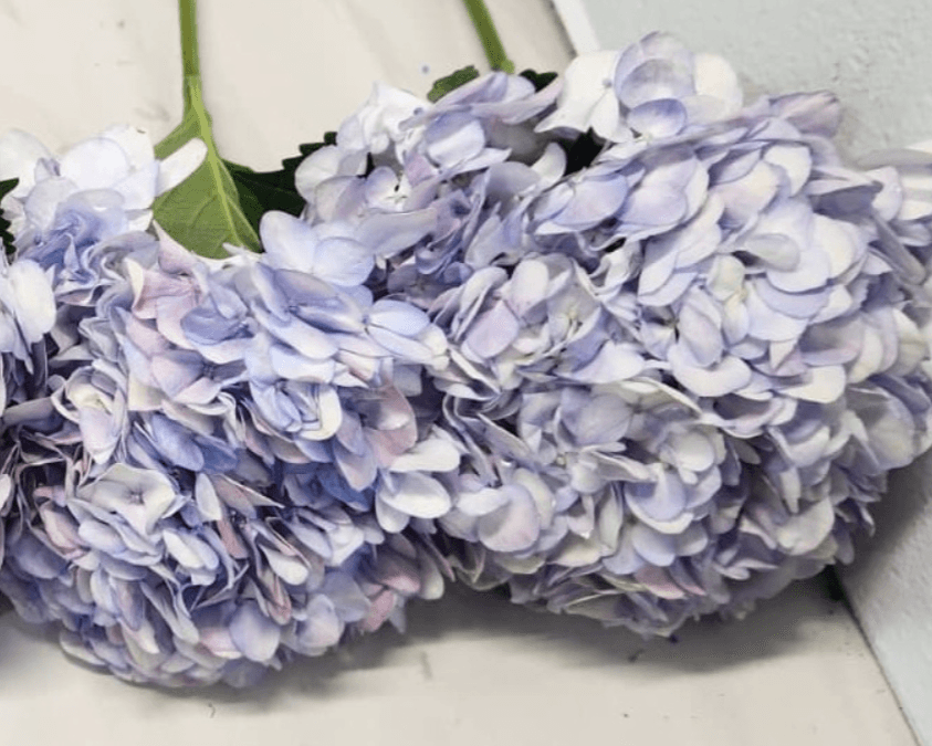 Hydrangea Eden Lavander Light 16 Cm Select