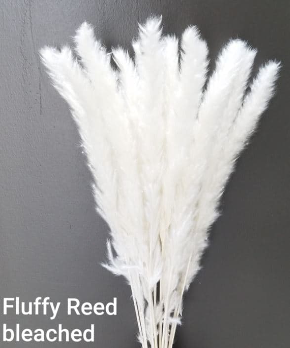Preserved Fluffy Reed White Bleached X 15 St 60 Cm Italia