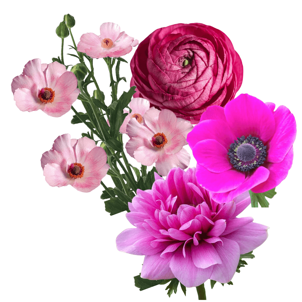 Combo Anemona, Ranunculus, Larks Hot Pink 30/45 Cm