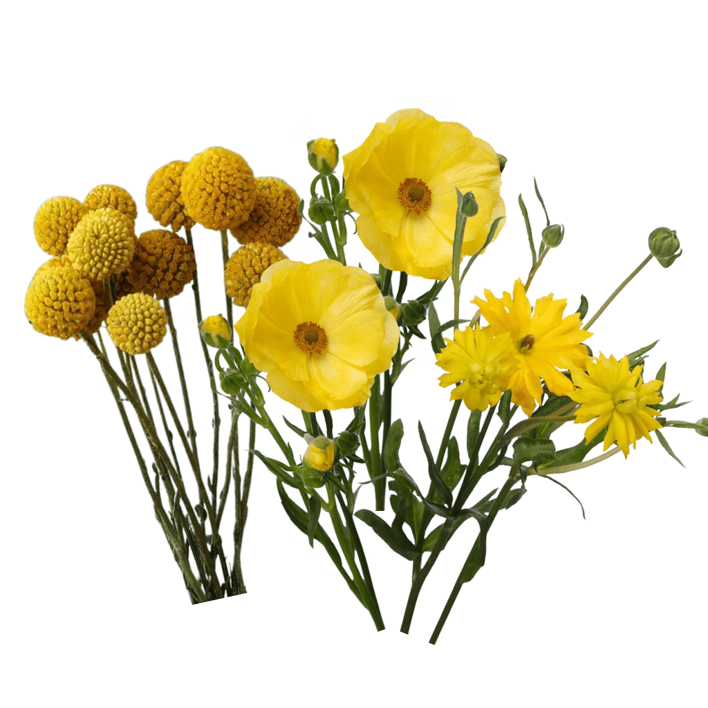 Combo Craspedia, Ranun, Butterfly Yellow