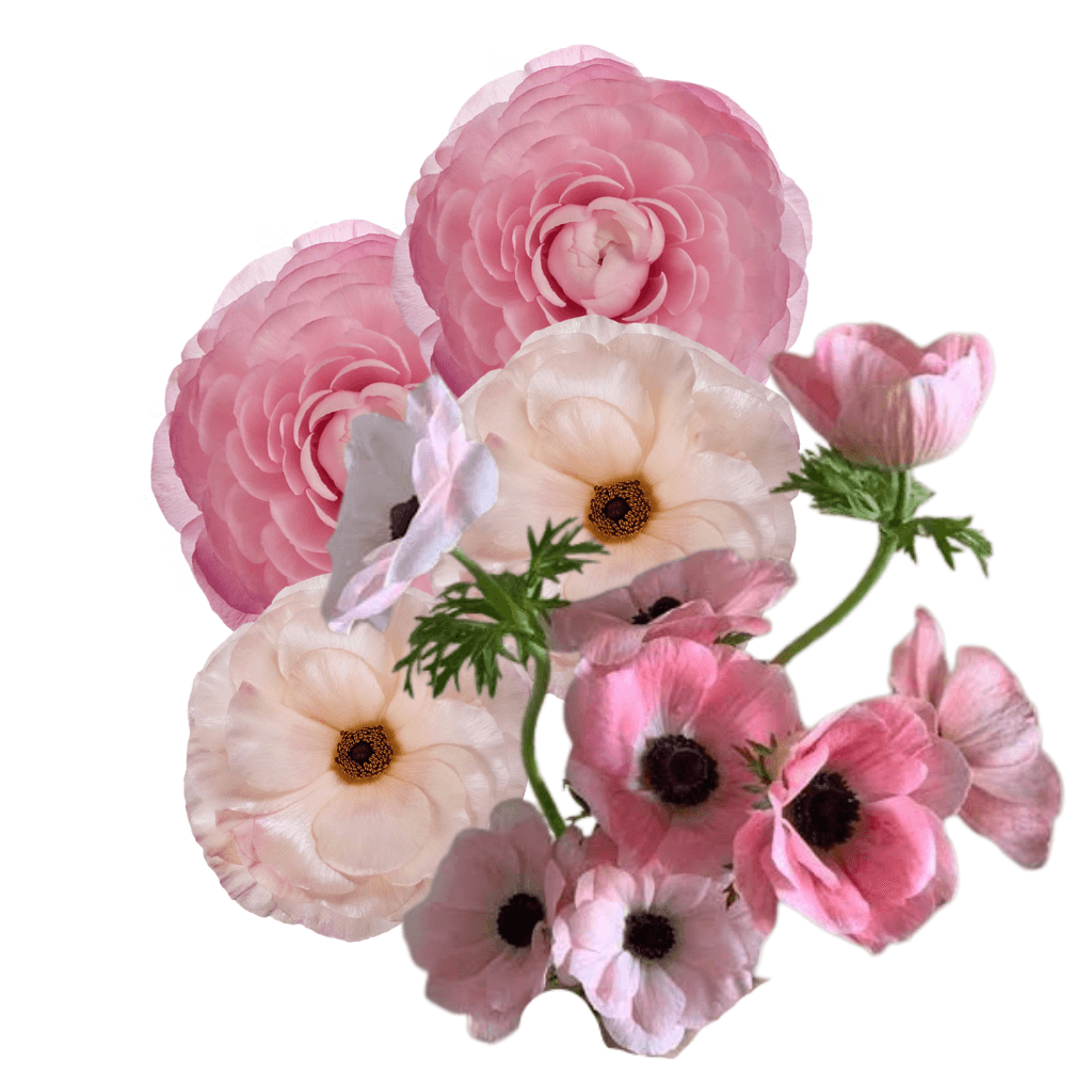 Combo Anemona Ranunculus, Butterfly Pink