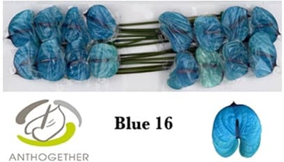 Anthurium Spectrum Dyed Blue Medium 11 Cm