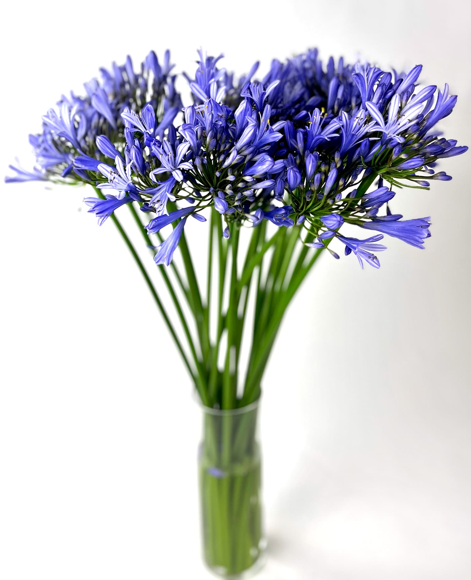 Agapanthus Purple 70 cm