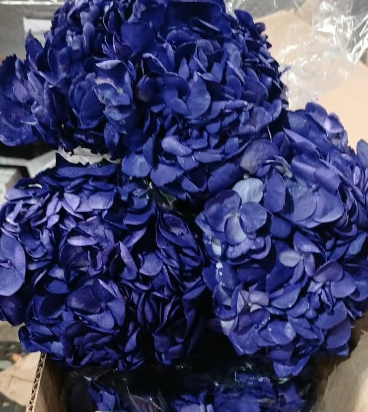 Hydrangea Tinted Flf Dark Purple 16 Cm Select