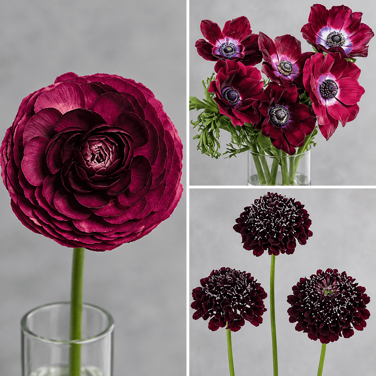 Combo 4 Anemona, 4 Ranunculus, 4 Scabiosa Burgundy Purple 40/60 Cm