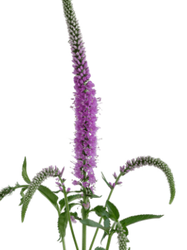 Veronica Pink 60 Cm