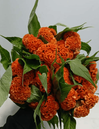 Novelty Celosia Cristata Reprise Orange 75 Cm