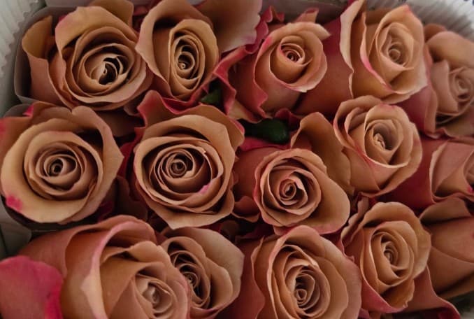 Rose Moccachino (sub Moab) Caramel 60 Cm
