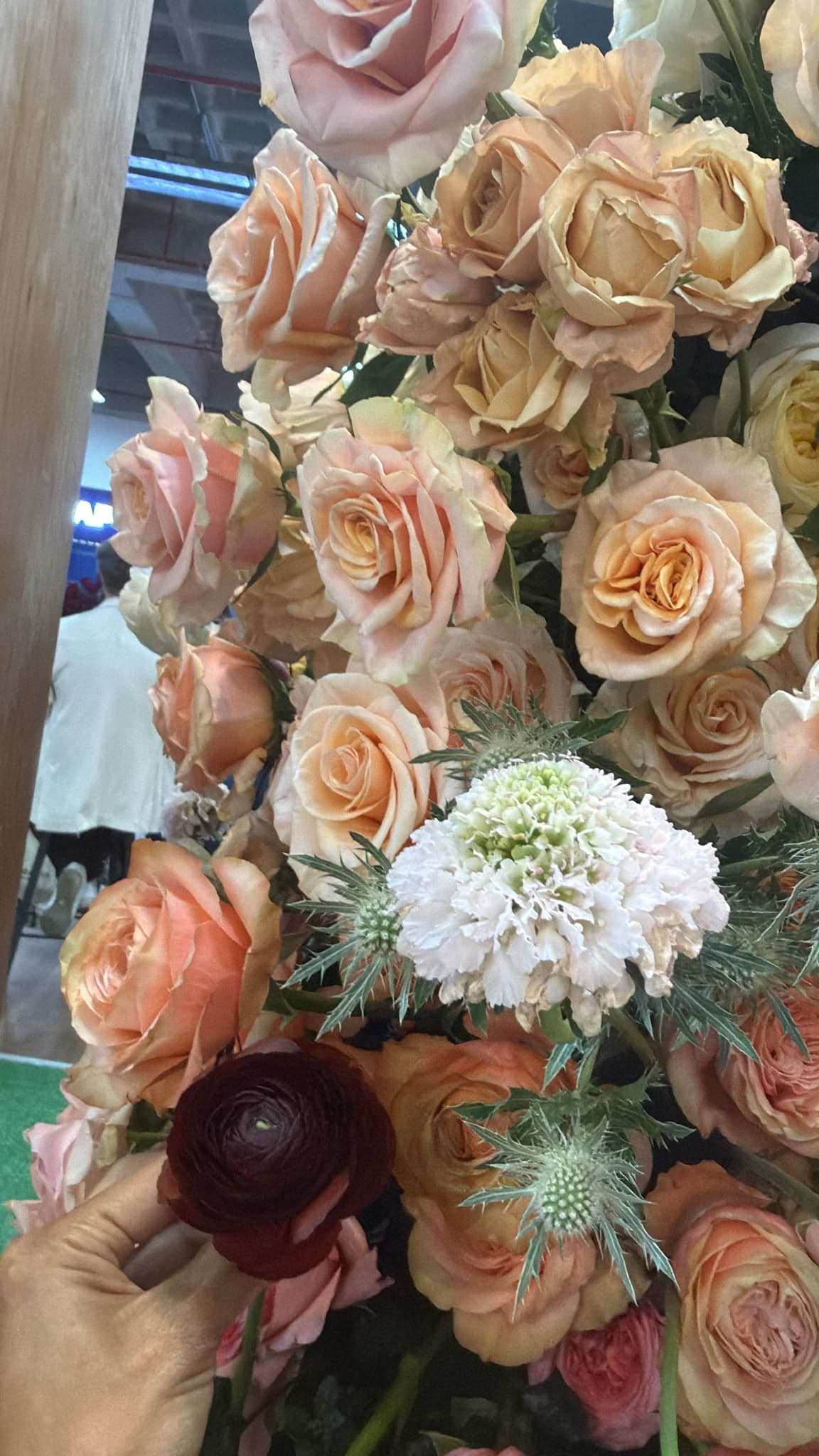 Combo Ranunculus, Spray Rose, Rose Sahara 30/50 Cm