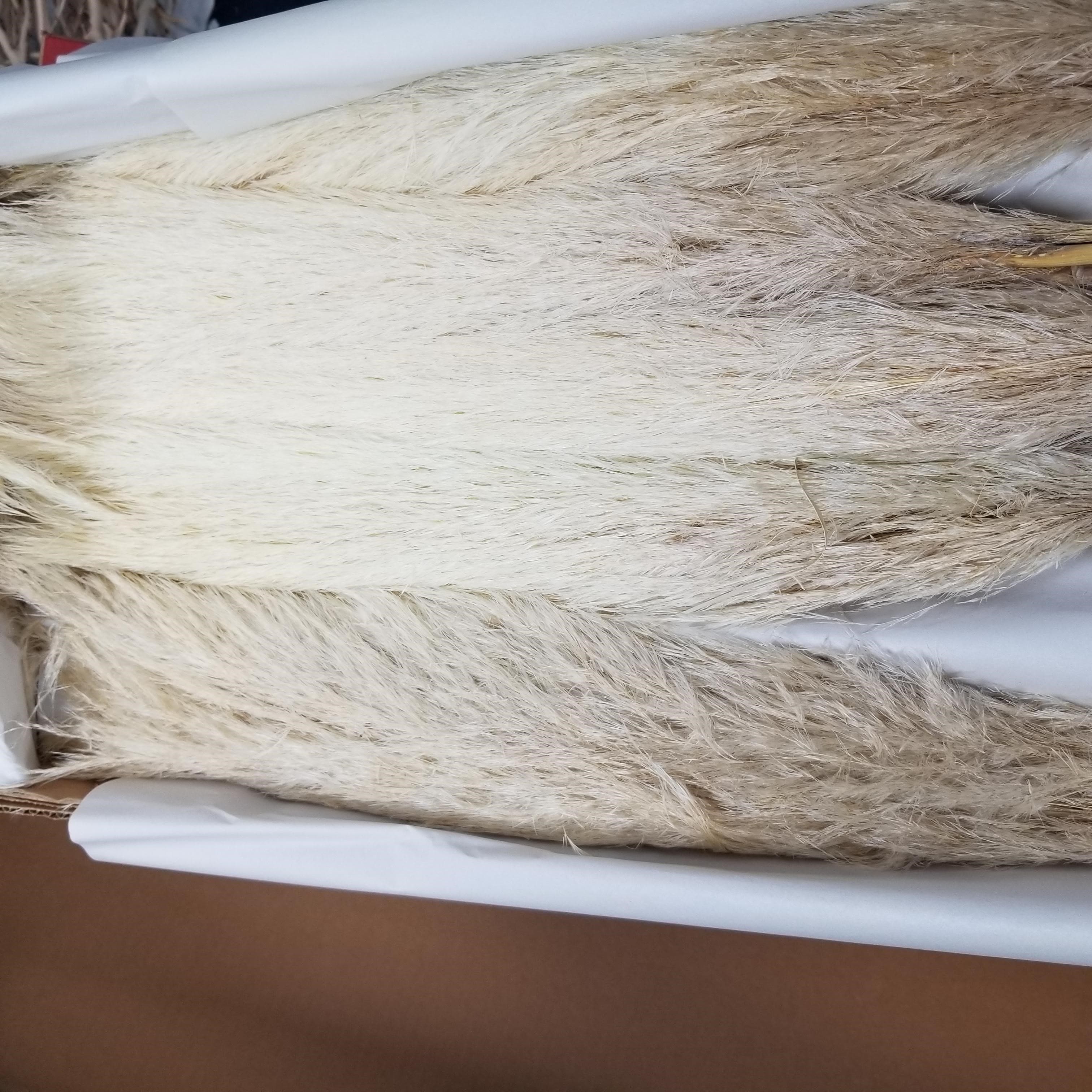 Pampas Grass Bleached White 110 Cm Peru