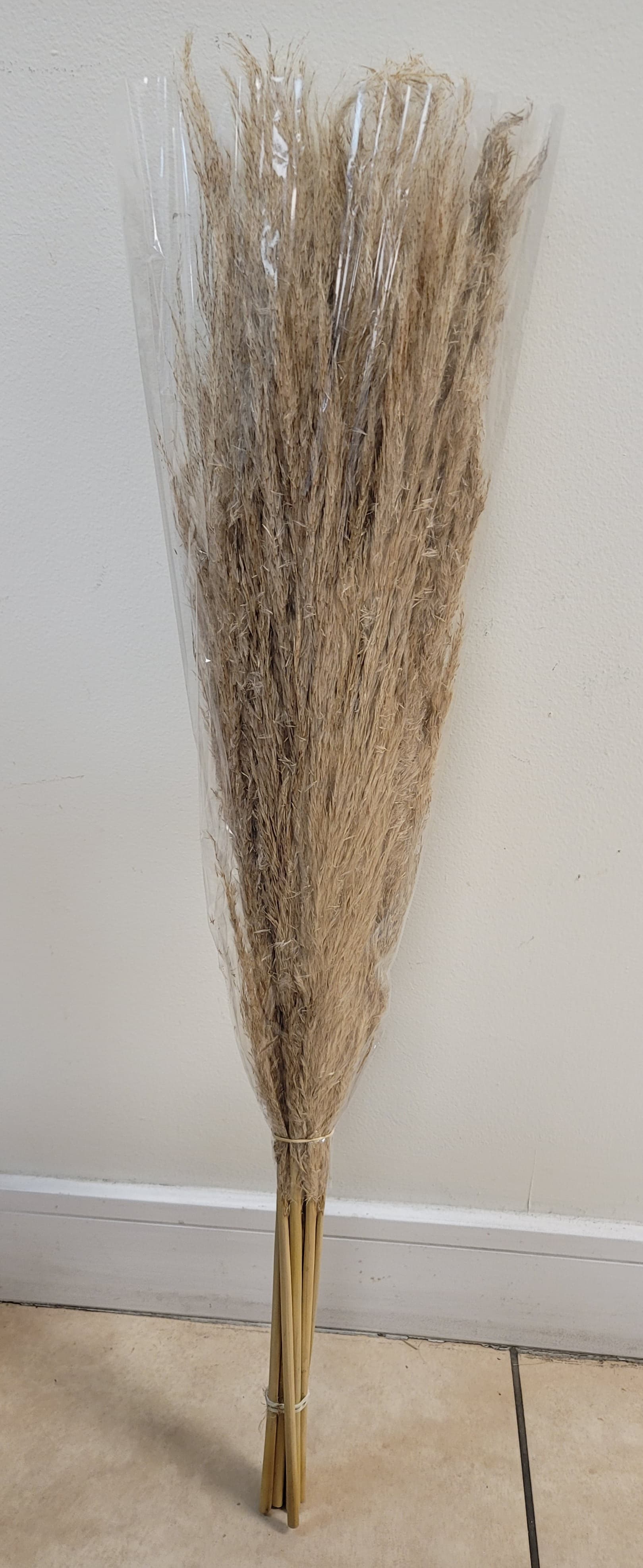 Pampas Grass Regular Natural Dry 110 Cm