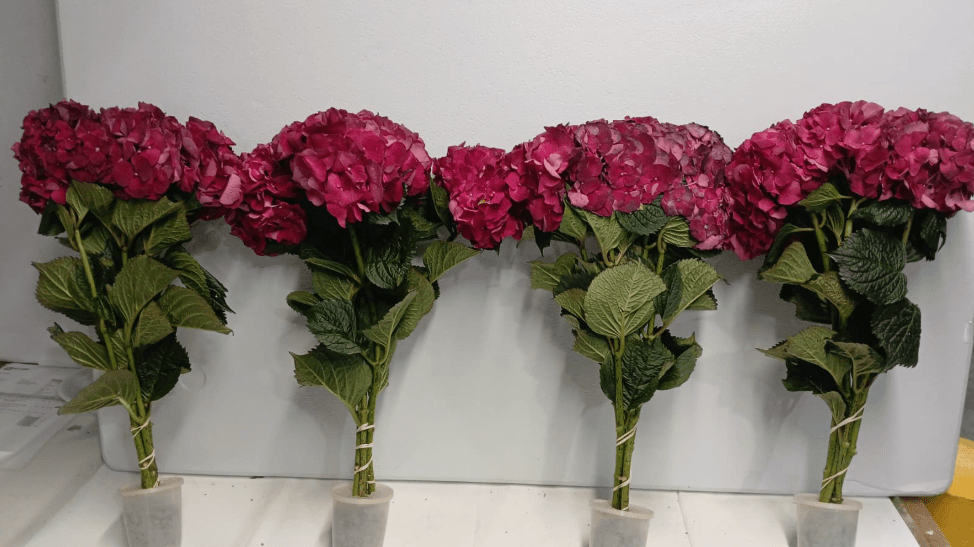 Hydrangea Magical Dark Ruby Classic Burgundy 40 Cm