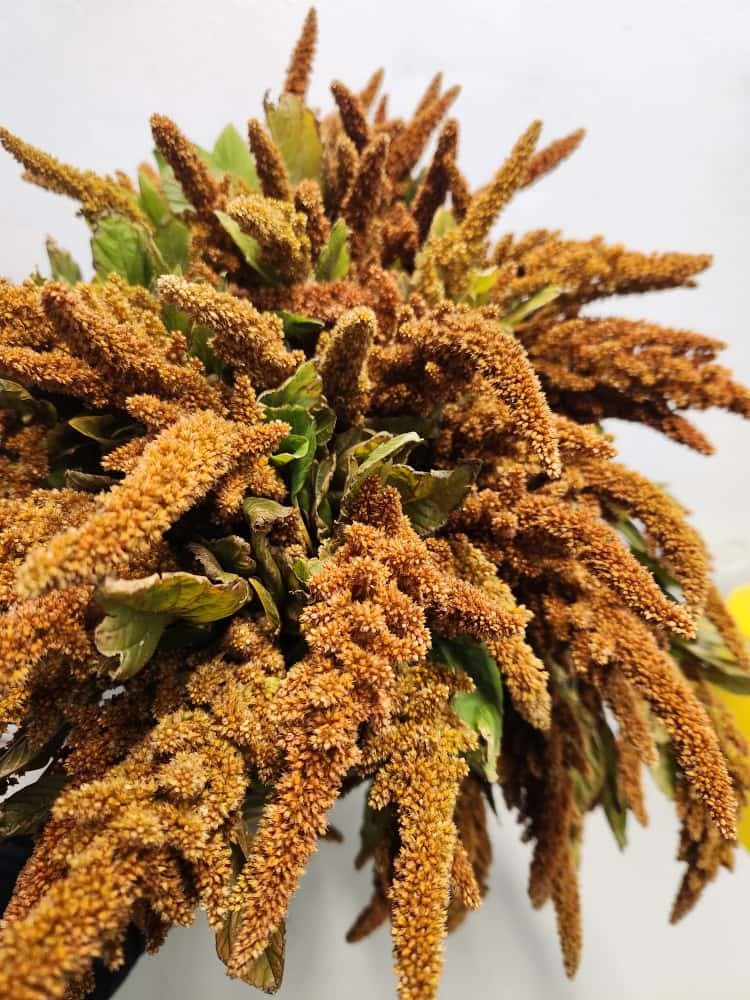 Amaranthus Upright Bronze 70 Cm