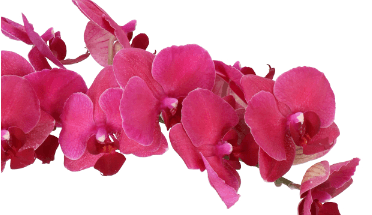 Orchid Purple Montreux Phalaenoposis 9+ Bl