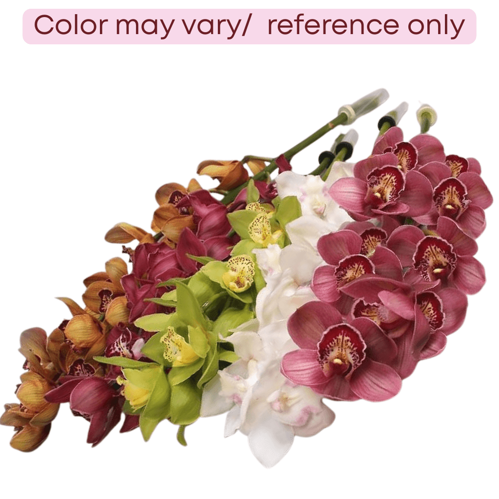 Cymbidium Assorted 5/7 Bl 50 Cm