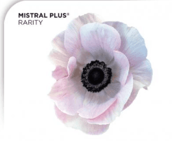 Anemone Rarity Mistral White Blush 30/35/40 Cm