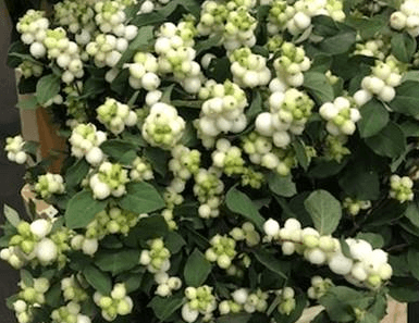 Novelty Snowberry White 50 Cm