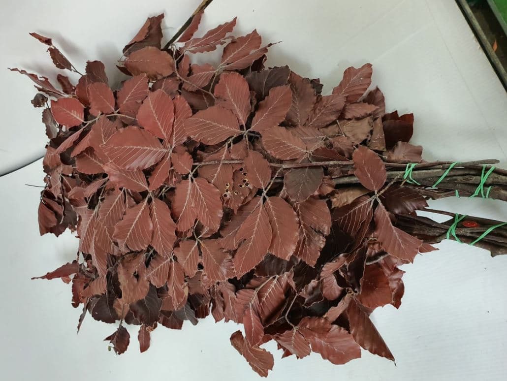Preserved Copper Beech Burgundy Brown 150 Gr Italia